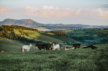 Free Photo of goats, beautiful, hillside