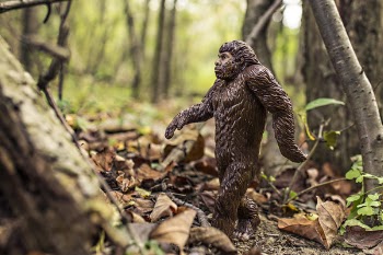 Free Photo of gorilla, animal, ape