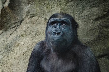 Free Photo of gorilla, monkey, mammal
