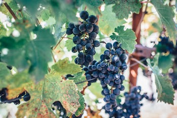 Free Photo of grapes, fruit, vines