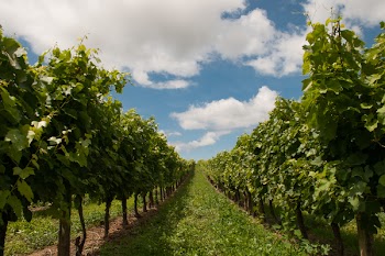 Free Photo of grapevines, grapes, fields
