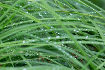 Free Photo of grass, dew, rain