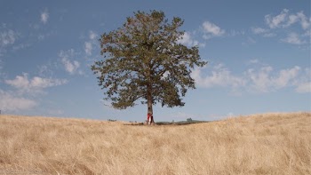 Free Photo of grass, fields, tree