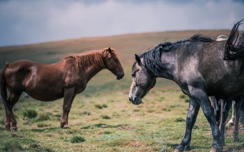 Free Photo of grass, highland, horse