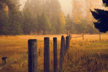 Free Photo of grass, nature, outdoor