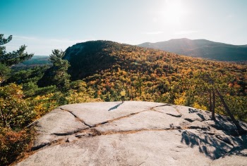 Free Photo of grass, trees, plant