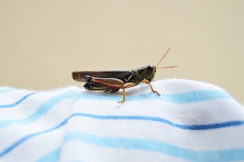 Free Photo of grasshopper, cricket, insect