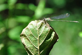 Free Photo of grasshopper, nature, green