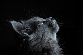 Free Photo of gray, cat, looking