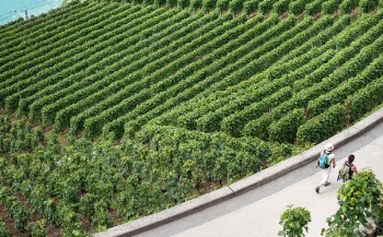 Free Photo of green, agriculture, plants