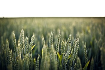 Free Photo of green, barley, fields