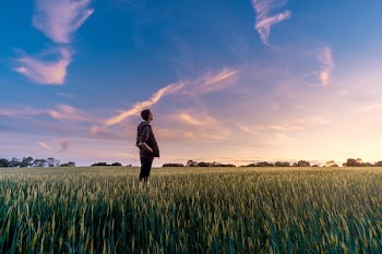 Free Photo of green, field, crops