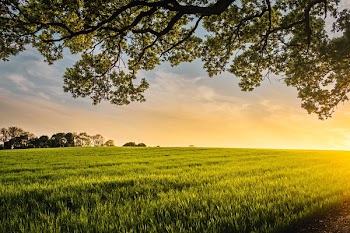 Free Photo of green, field, crops
