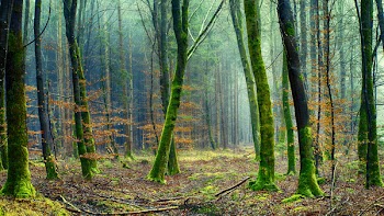 Free Photo of green, forest, fog