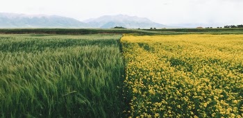Free Photo of green, grass, crop