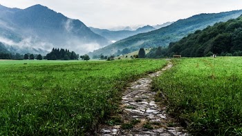 Free Photo of green, grass, field