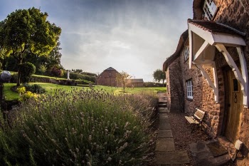 Free Photo of green, grass, field