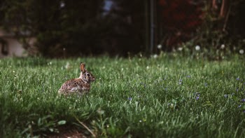 Free Photo of green, grass, lawn