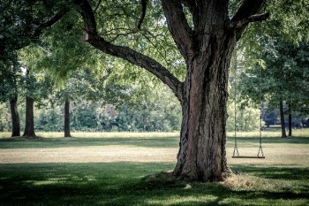 Free Photo of green, grass, lawn