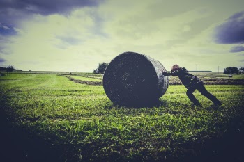 Free Photo of green, grass, lawn