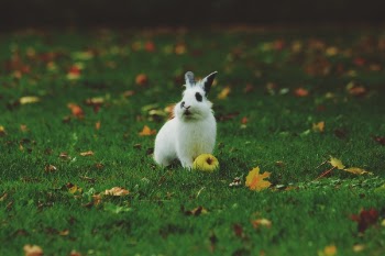 Free Photo of green, grass, playground