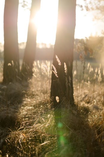 Free Photo of green, grass, tree
