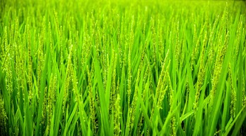 Free Photo of green, grass, wheat