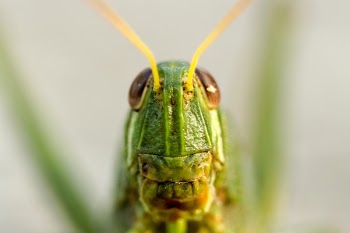 Free Photo of green, grasshopper, insect