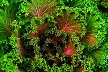 Free Photo of green, kale, vegetable
