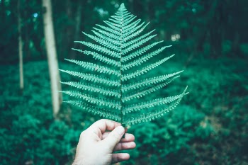 Free Photo of green, leaf, fern