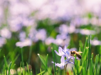 Free Photo of green, leaf, flower