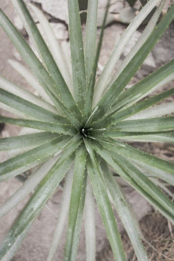 Free Photo of green, leaf, plant