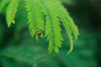 Free Photo of green, leaf, plant