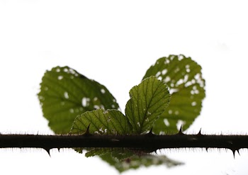Free Photo of green, leaf, plant