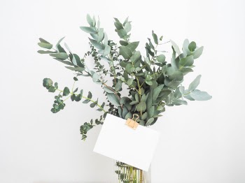 Free Photo of green, leaf, plants