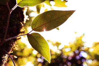 Free Photo of green, leaf, tree