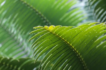 Free Photo of green, leaves, plant
