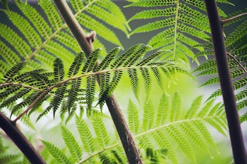 Free Photo of green, leaves, plants