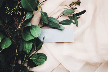 Free Photo of green, leaves, plants