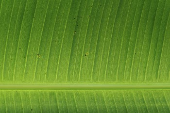 Free Photo of green, leaves, plants