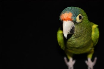 Free Photo of green, parrot, bird