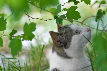 Free Photo of green, plant, backyard