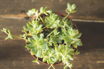 Free Photo of green, plant, flower