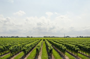 Free Photo of green, plant, grass