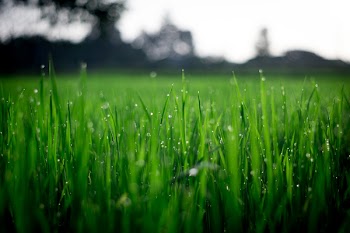 Free Photo of green, plant, grass