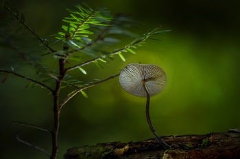 Free Photo of green, plant, nature