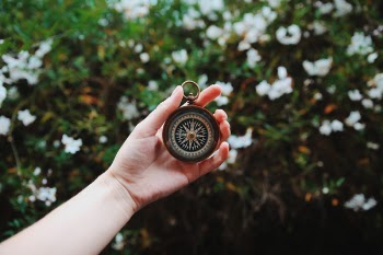 Free Photo of green, plants, flower