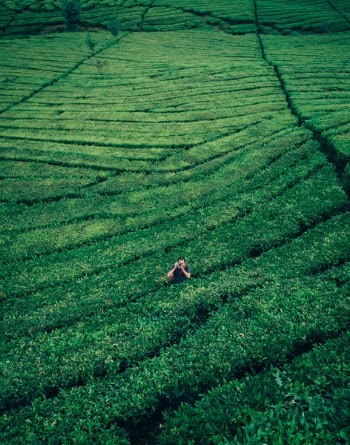 Free Photo of green, plants, nature