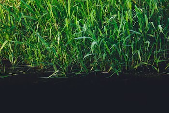 Free Photo of green, plants, reeds