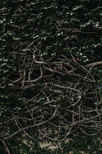 Free Photo of green, plants, roots